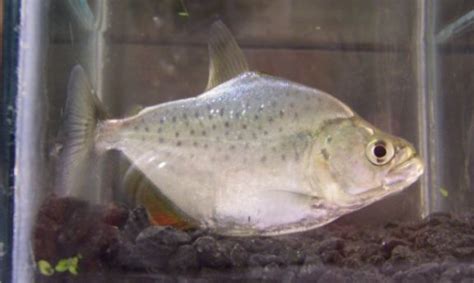 blue diamond piranha|Serrasalmus rhombeus (Black Piranha/Rhom) — Seriously Fish.